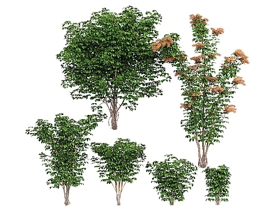 景观树 鹅掌藤 鹅掌柴 乔木 景观树 观赏树 行道树