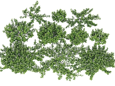 灌木 单叶蔓荆 花草 灌木 草地 藤蔓 药材 中药 植物