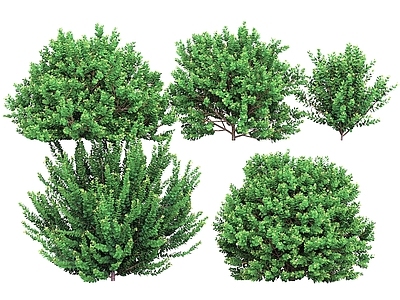 灌木 灌木 绿化带植物 灌木丛 景观植物 观赏植物