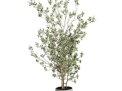 花 花瓶花卉