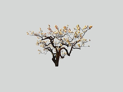 乔木 2D梨树 开花梨树 果树 景观树
