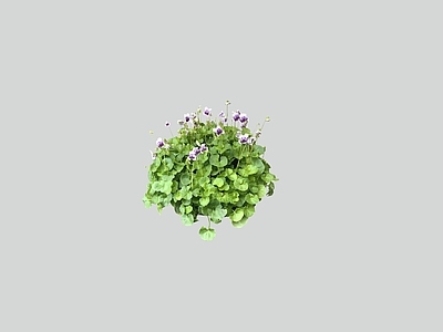 花草 2D熊猫堇 花镜植物 花坛花草 地被植物