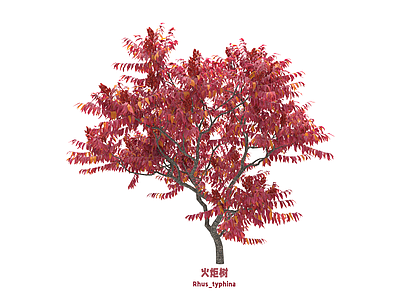 灌木 火炬树