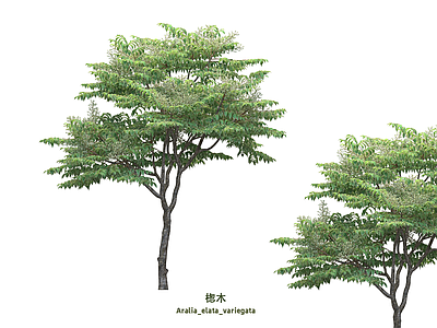 乔木 楤木 景观树 行道树
