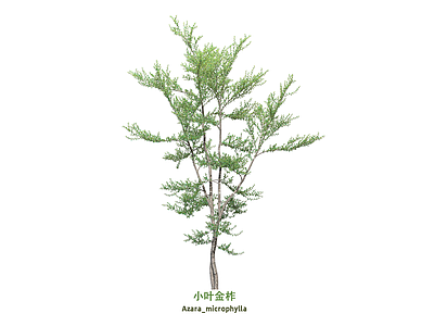 灌木 小叶金柞