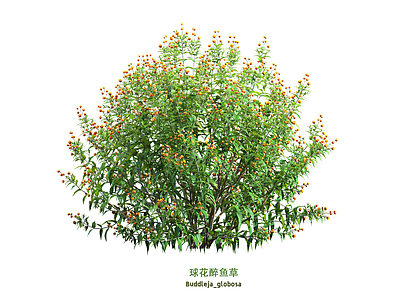 花 醉鱼草 花
