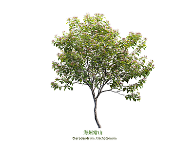 乔木 海州常山 灌木