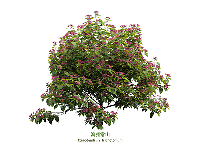 灌木 海州常山 灌木球 盆栽灌木