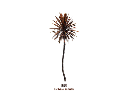 花草 朱蕉