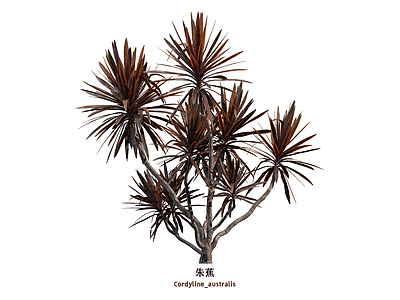 花草 朱蕉