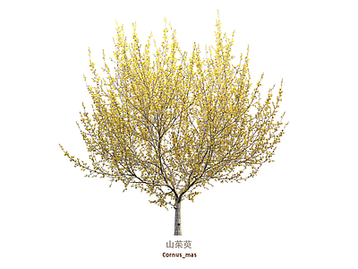 灌木 花树 山茱萸