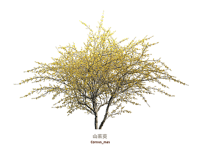 灌木 灌木 花树 山茱萸