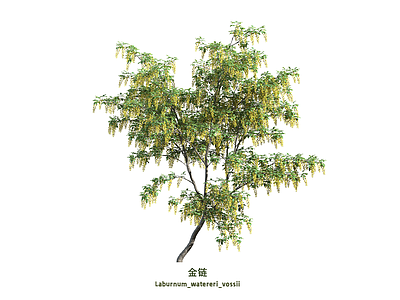 灌木 灌木 金链