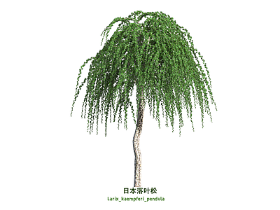 灌木 落叶松 松树