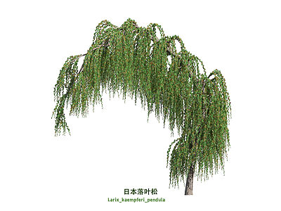 灌木 落叶松 松树