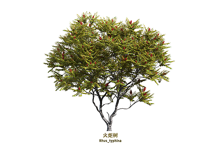 乔木 火炬树