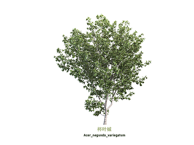 乔木 槭树