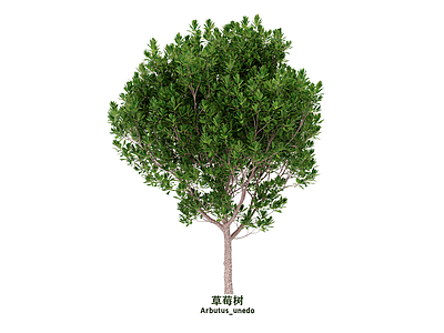 乔木 草莓树 景观树 行道树