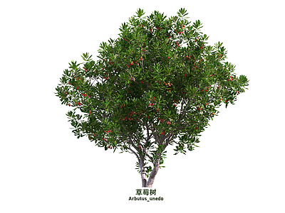 乔木 草莓树 景观树 行道树