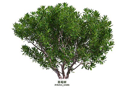 灌木 草莓树