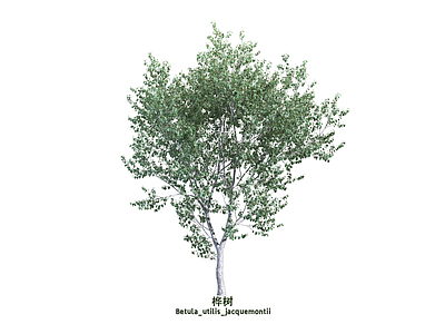 乔木 桦树