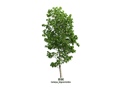 乔木 梓树