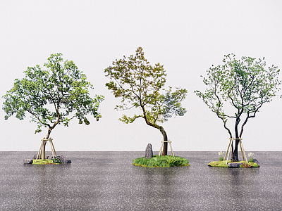 植物组合 乌桕 景观树 树池植物组合