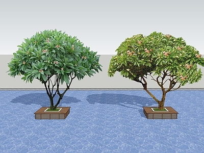 乔木 2D景观树 行道树 树池乔木