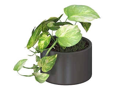 盆栽 绿萝 盆栽 盆景 室内植物