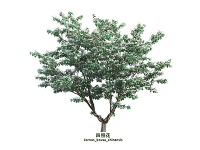 乔木 四照花 景观树
