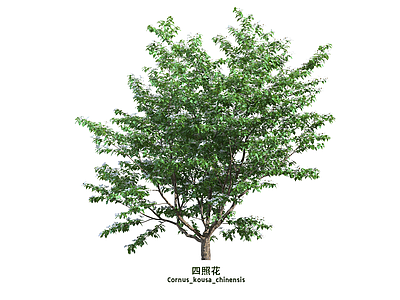 乔木 四照花