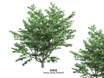 乔木 景观树 行道树