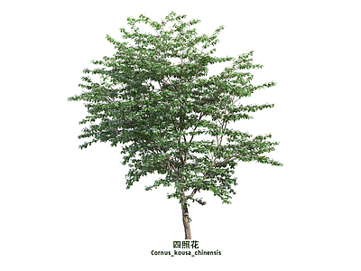 乔木 四照花
