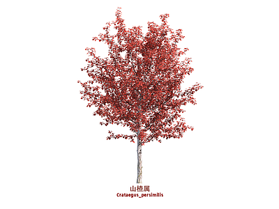 乔木 山楂
