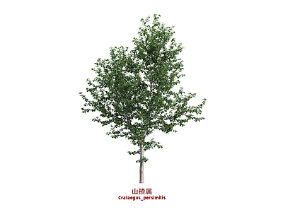 乔木 山楂