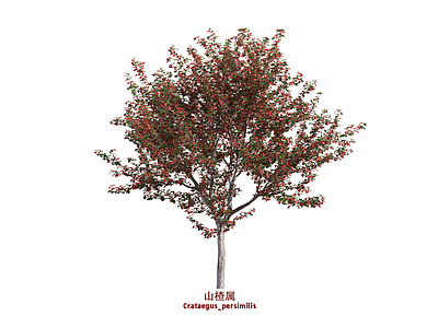 乔木 山楂 果树 行道树