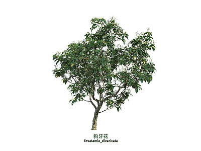 灌木 狗牙花