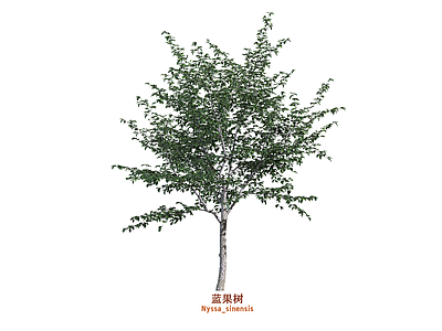 乔木 蓝果树 行道树 景观树