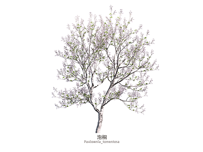 乔木 泡桐 景观树