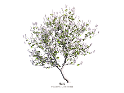 乔木 泡桐