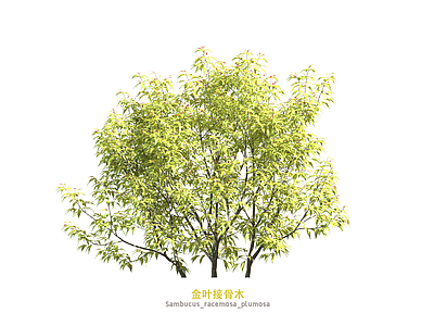 灌木 接骨木