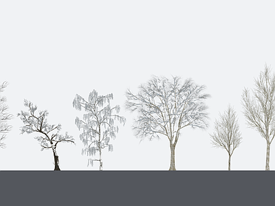 乔木 冬季树木 雪景树 景观树 枯树 行道树