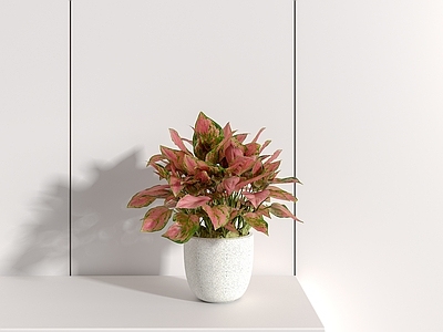 盆栽 植物 盆栽 万年青