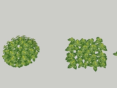 盆栽 花叶冷水花