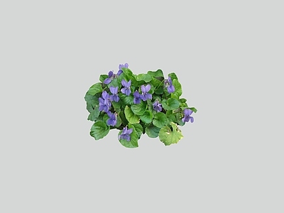 花草 2D香堇菜 花坛花草 草花 花镜植物 地被植物