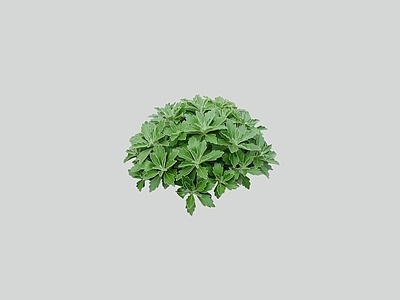 花草 2D金球菊 花镜植物 花坛花草