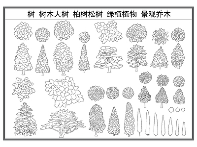 乔木种植 树木 大树 柏树松树 绿植植物 景观乔木 施工图