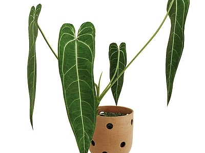 盆栽 植物盆栽