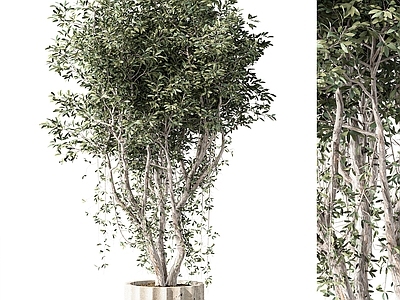 盆栽 现代植物盆栽