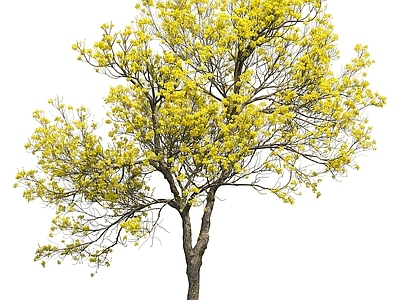 景观树 秋天的樹